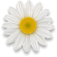 Daisy Love Oracle