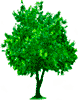 Wish Tree