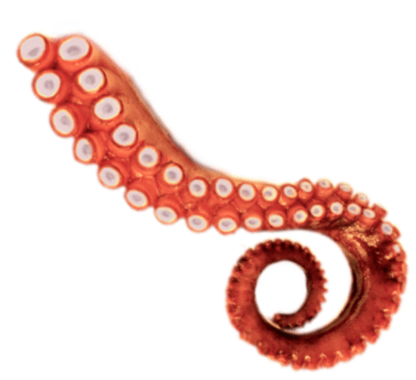 Octopus the Predictor Online Readings 1001Horoscopes